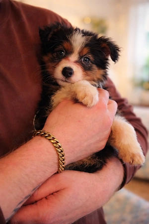 Australian Shepherd Welpen 