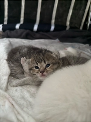Reinrassige BKH Kitten Bild 3