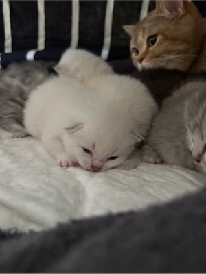 Reinrassige BKH Kitten Bild 2