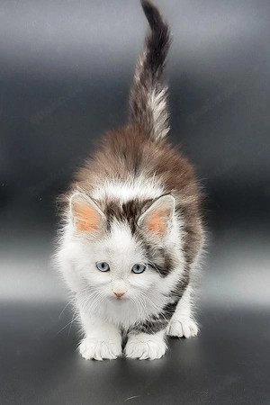 Atemberaubender Maine-Coon-Kater, 13 Wochen alt, mit blauen Augen und familiär aufgezogen.