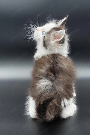 Atemberaubender Maine-Coon-Kater, 13 Wochen alt, mit blauen Augen und familiär aufgezogen.