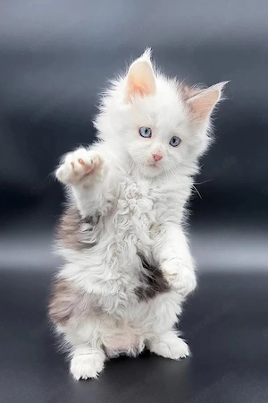    Maine Coon Junge (13 Wochen)   Black Smoke & Seltene blaue Augen