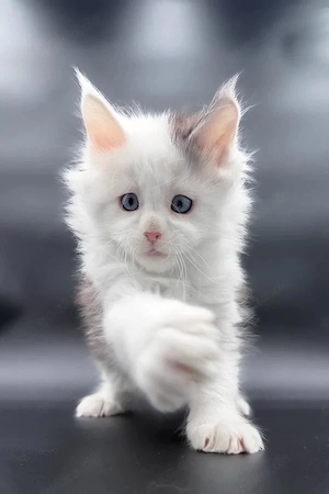 Exklusives Maine-Coon-Kitten (13 Wochen)   Blaue Augen & bestens sozialisiert