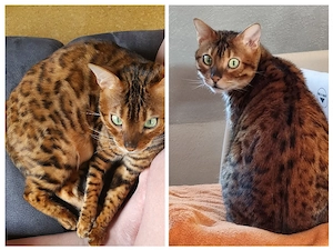 Bengal Katzer 