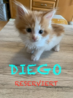 Wunderschöne Maine Coon Kitten 