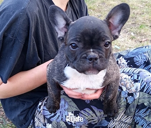 Sportliche Französische Bulldoggen 