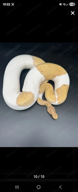 Königspython 0.1 Banana Black Pastel Pieblad 2023