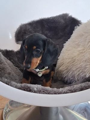 Zwergdackel Welpen ab sofort  Bild 2