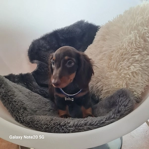 Zwergdackel Welpen ab sofort  Bild 3