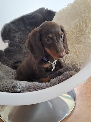 Zwergdackel Welpen ab sofort  Bild 4