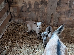 Westafrikanische Zwergziege Weiblich