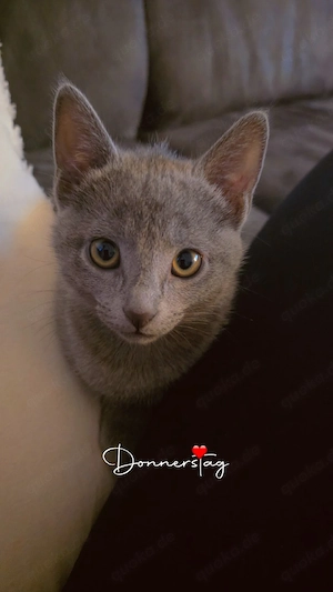 Russisch Blau Kitten 