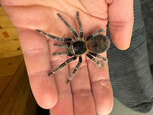 vogelspinnen zum Verkauf