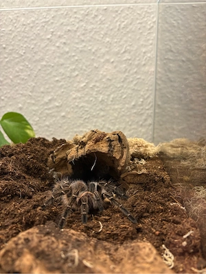 vogelspinnen zum Verkauf