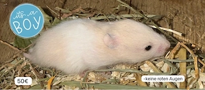 Goldhamsterbabys zu verkaufen nur noch männchen