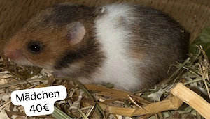 Goldhamsterbabys zu verkaufen ab 30.03