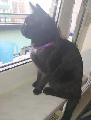 Zuhause gesucht mit Freigang.