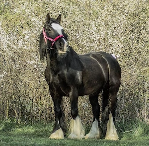 Tinker Stute in gute Hände abzugeben Bild 4