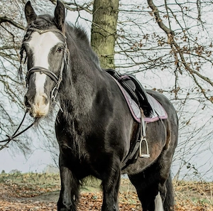 Tinker Stute in gute Hände abzugeben Bild 2