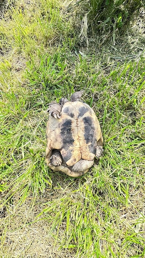 THB Landschildkröte 1955