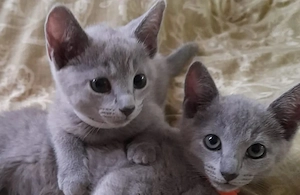 Liebevolle Russisch Blau Kitten abzugeben