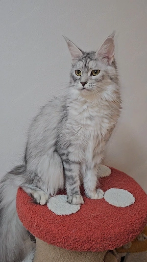 Reinrassige Maine-Coon Mädchen silver tabby mit Stammbaum