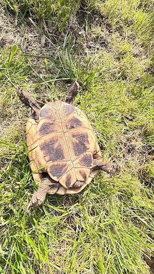 THB Landschildkröten Weibchen 2003