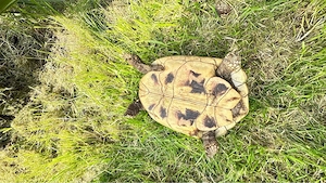 THB Landschildkröten Weibchen 2003