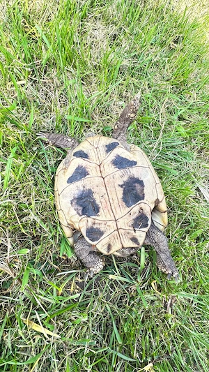 THB Landschildköten Weibchen 2010