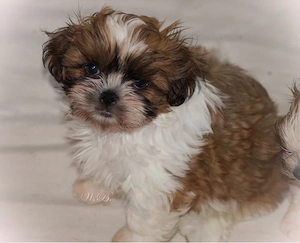 Havaneser - Shihtzu Welpen Rüden dürfen ausziehen 