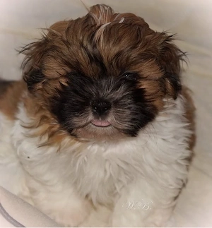 Tolle Havaneser Shihtzu Welpen 