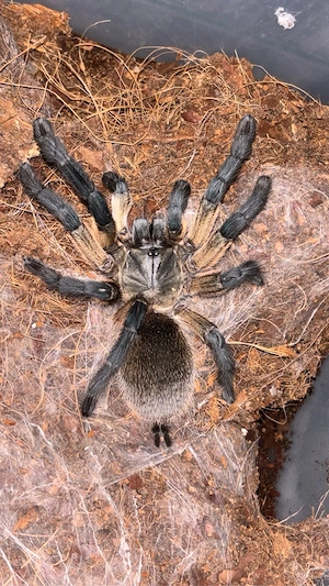 Suche Monocentropus balfouri (Weibchen)