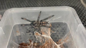 Suche Psalmopoeus irminia (Weibchen)