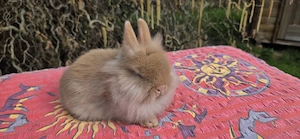 2 süße Löwenzwerg Babys abzugeben