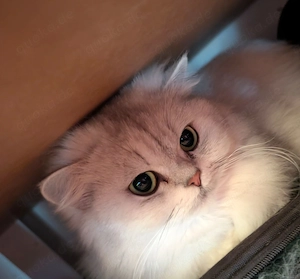 Reinrassige britisch Langhaar Katze