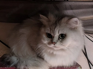Reinrassige britisch Langhaar Katze Bild 4