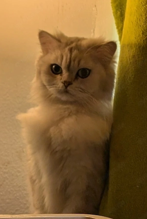 Reinrassige britisch Langhaar Katze Bild 2