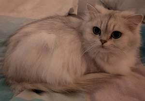 Reinrassige britisch Langhaar Katze Bild 3