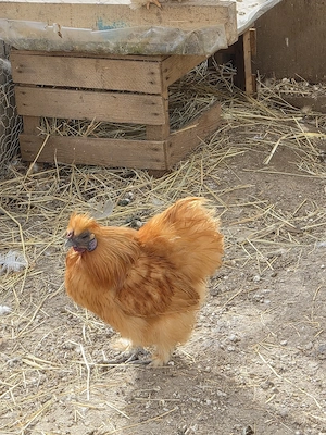 seidenhähner rot   Orange 