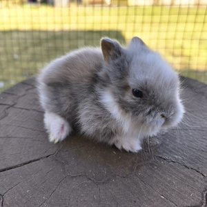 Zwergkaninchen, Löwenköpfchen  Bild 4