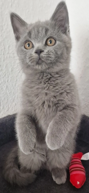 Reinrassige BKH Katerchen 