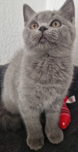 Reinrassige BKH Kater 