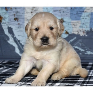 entzückende Golden-Retriever-Welpen (Rüden und Hündinnen) suchen ein liebevolles Zuhause.