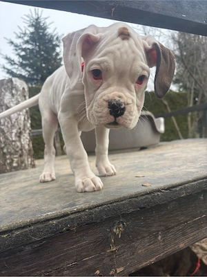 Kleine reinrassige Boxerherzen suchen ihr Zuhause fürs Leben