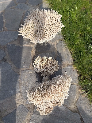 Korallen Gestein Deko Meerwasser Bild 5
