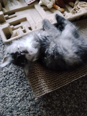 Maine Coon Kitten Sucht ein Zuhause 