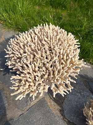 Korallen Gestein Deko Meerwasser Bild 4