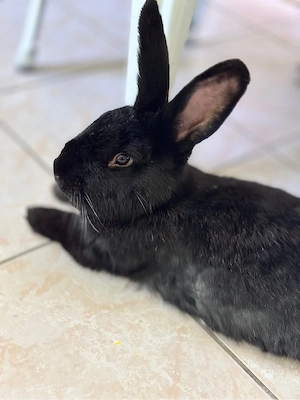 Deutsche Riesen-Mix Kaninchen | Handzahme Häsin | 2 Jahre alt