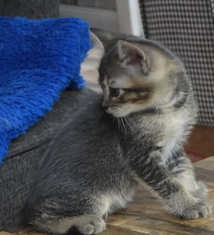 Süße Britisch Kurzhaar Kitten suchen liebevolles Zuhause ab 21.04.