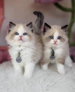 Wunderschönes Ragdoll-Kätzchen sucht ein liebevolles Zuhause